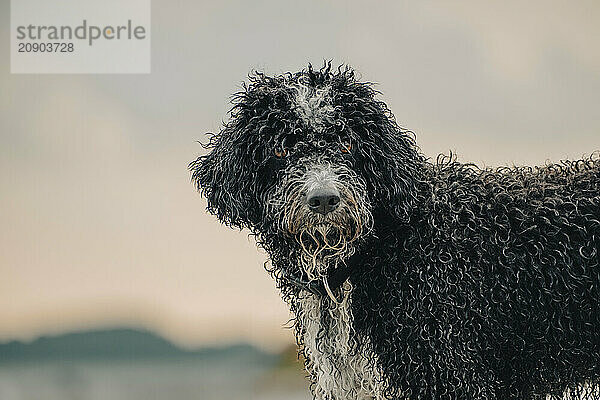 Wet curly-coated dog with piercing eyes standing outdoors with a blurred background.