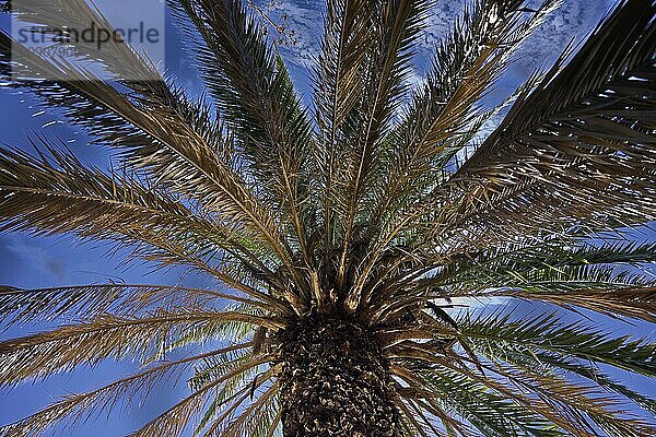 Kanarische Dattelpalme (Phoenix canariensis) im Gegenlicht  La Gomera  Kanarische Inseln  Spanien  Europa