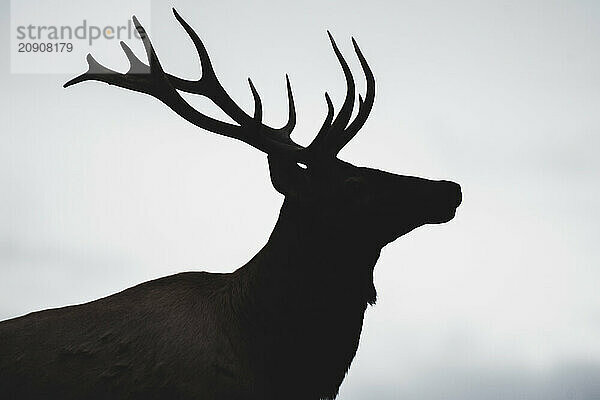 Silhouette eines jungen Elchbullen (cervus canadensis)  Yukon Territory  Kanada  Nordamerika