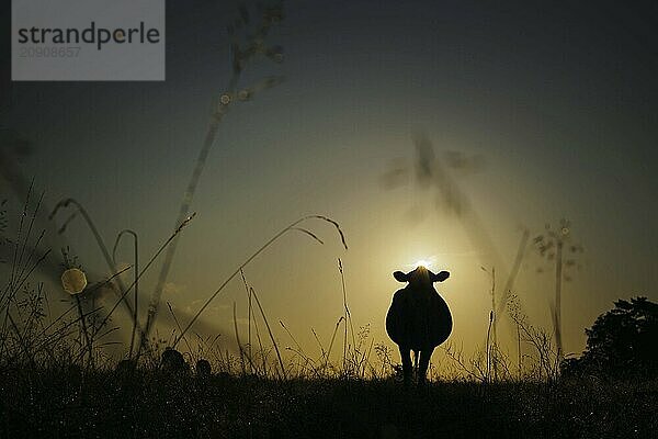 Kuh grast kurz nach Sonnenaufgang auf einer Wiese bei Born am Darß auf. Born  01.08.2024