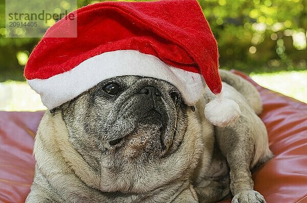 Frohe Weihnachten  prächtiger Mops mit Weihnachtsmannmütze  Nahaufnahme  Porträt  alter Hund