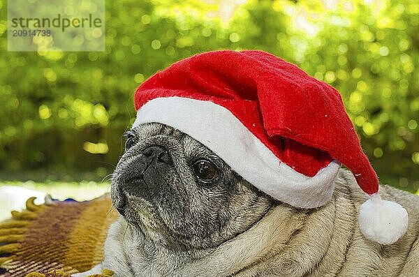 Frohe Weihnachten  prächtiger Mops mit Weihnachtsmannmütze  Nahaufnahme  Porträt  alter Hund