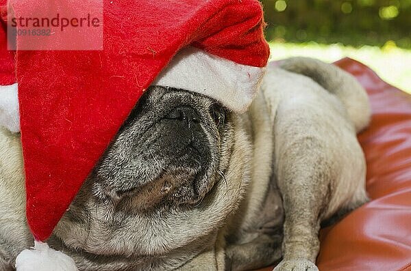 Frohe Weihnachten  prächtiger Mops mit Weihnachtsmannmütze  Nahaufnahme  Porträt  alter Hund