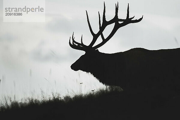 Silhouette eines großen Elchbullen (cervus canadensis)  Yukon Territory  Kanada  Nordamerika