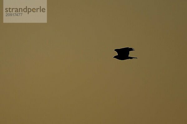 Mäusebussard (Buteo buteo) Silhouette eines Altvogels im Flug bei Sonnenuntergang  Suffolk  England  Großbritannien  Europa