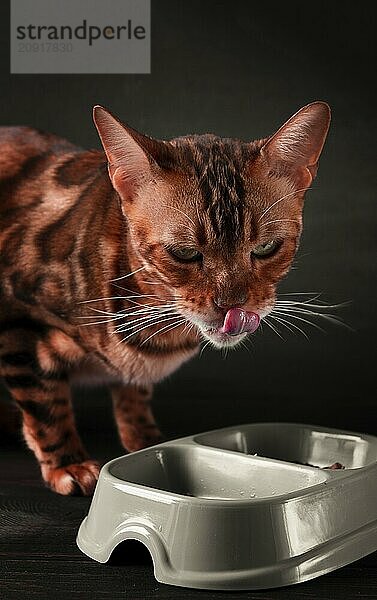 Bengalische Katze  fressend  vor dunklem Hintergrund  vertikal  ohne Menschen  Nahaufnahme  selektiver Fokus