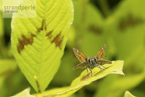 Rostfarbiger Dickkopffalter (Ochlodes sylvanus)  erwachsenes Insekt auf einem Blatt einer Gartenpflanze ruhend  Suffolk  England  Großbritannien  Europa