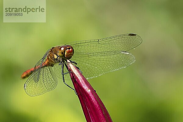 Große Heidelibelle (Sympetrum striolatum)  erwachsenes männliches Insekt  ruhend auf einer Gartenlilienblüte  Suffolk  England  Großbritannien  Europa