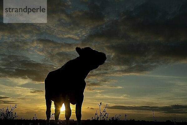 Domestiziertes Rind oder Kuh (Bos taurus) Silhouette eines erwachsenen Nutztieres auf einem Feld bei Sonnenuntergang  England  Großbritannien  Europa