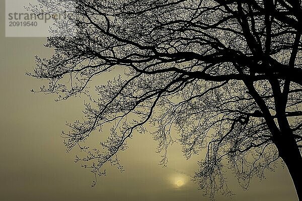 Eiche mit Silhouette der Baumkrone bei Sonnenuntergang  Sonne  Abend  Abendstimmung  Natur  Romantik  romantisch  warmes Licht  Hüde  Deutschland  Europa