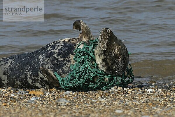 Kegelrobbe (Halichoerus grypus)  erwachsenes Tier  schlafend am Strand  mit Netz um den Körper gewickelt  Norfolk  England  Großbritannien  Europa