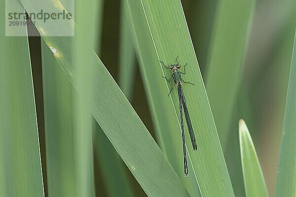 Gemeine Binsenjungfer (Lestes sponsa)  erwachsenes weibliches Insekt  ruhend auf einem Schilfblatt  Suffolk  England  Großbritannien  Europa