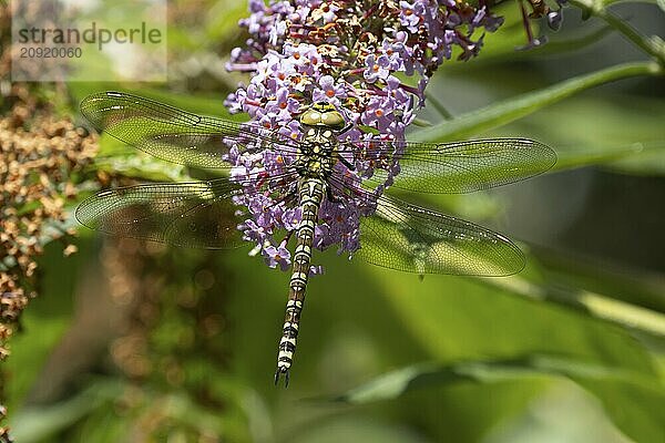 Blaugrüne Mosaikjungfer (Aeshna cyanea)  erwachsenes weibliches Insekt  ruhend auf einer violetten Buddleja Blüte  Suffolk  England  Großbritannien  Europa