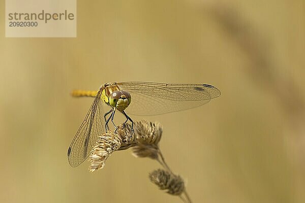 Große Heidelibelle (Sympetrum striolatum)  erwachsenes Insekt  ruhend auf einem Samenkopf einer Graspflanze  Suffolk  England  Großbritannien  Europa