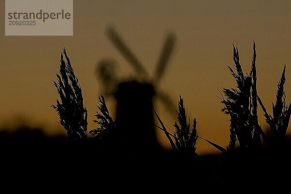 Windmühlensilhouette bei Sonnenuntergang mit rotem Himmel und Schilf im Vordergrund  Cley next to the sea  Norfolk  England  Großbritannien  Europa