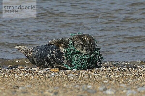 Kegelrobbe (Halichoerus grypus)  erwachsenes Tier  schlafend am Strand  mit Netz um den Körper gewickelt  Norfolk  England  Großbritannien  Europa