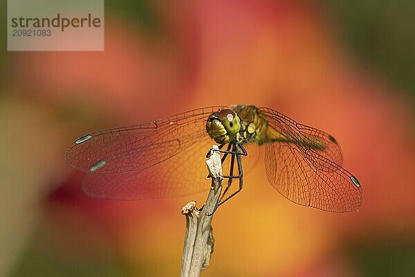 Große Heidelibelle (Sympetrum striolatum)  erwachsenes weibliches Insekt  ruhend auf einem Gartenpflanzenstamm  Suffolk  England  Großbritannien  Europa