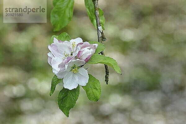 Apfelblüten (Malus)  weiße Blüten mit Bokeh im Hintergrund  Wilnsdorf  Nordrhein. Westfalen  Deutschland  Europa