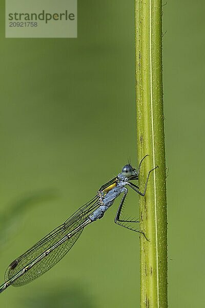 Gemeine Binsenjungfer (Lestes sponsa)  erwachsenes männliches Insekt  ruhend auf einem Pflanzenstamm  Suffolk  England  Großbritannien  Europa