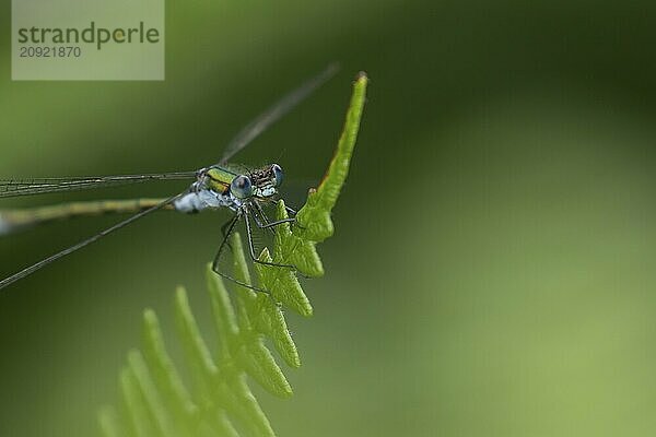 Gemeine Binsenjungfer (Lestes sponsa)  erwachsenes männliches Insekt  ruhend auf einem Brackenblatt  Suffolk  England  Großbritannien  Europa