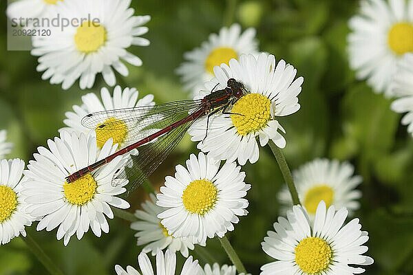 Frühe Adonislibelle (Pyrrhosoma nymphula)  erwachsenes Insekt  das auf weißen Gänseblümchenblüten auf einem Rasen im Garten ruht  Suffolk  England  Großbritannien  Europa