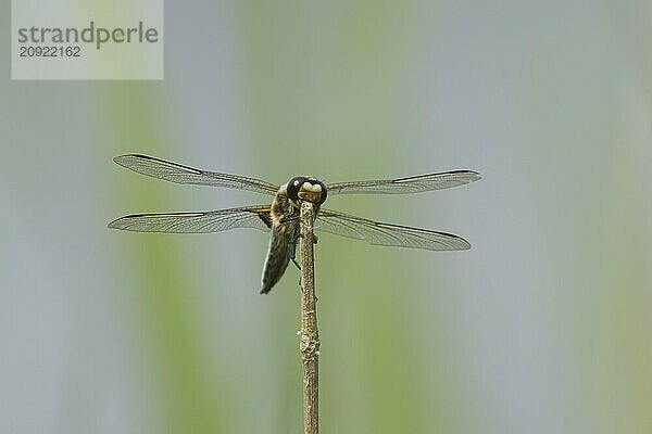 Vierfleckige Heidelibelle (Libellula quadrimaculata)  erwachsenes Insekt  ruhend auf einem Pflanzenstamm  Suffolk  England  Großbritannien  Europa