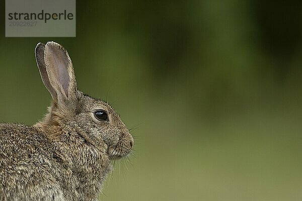 Kaninchen (Oryctolagus cuniculus) erwachsenes Tier Kopfporträt  Suffolk  England  Großbritannien  Europa