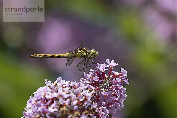 Große Heidelibelle (Sympetrum striolatum)  erwachsenes Insekt  ruhend auf violetten Buddleja Blüten in einem Garten  Suffolk  England  Großbritannien  Europa