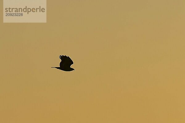 Mäusebussard (Buteo buteo) Silhouette eines Altvogels im Flug bei Sonnenuntergang  Suffolk  England  Großbritannien  Europa