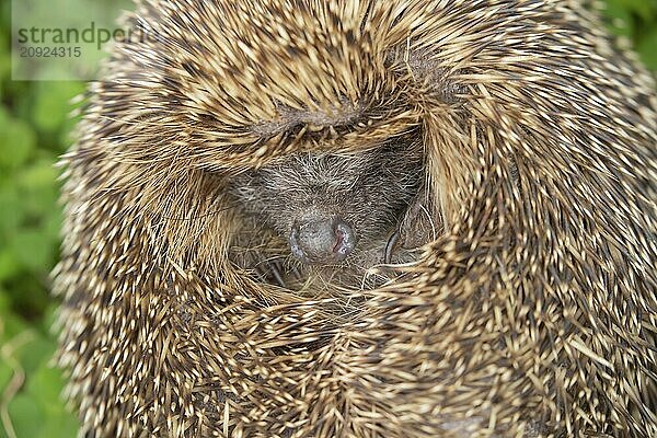 Braunbrustigel (Erinaceus europaeus) erwachsenes Tier schlafend  Suffolk  England  Großbritannien  Europa