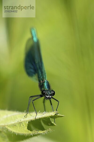 Gebänderte Prachtlibelle (Calopteryx splendens)  erwachsenes männliches Insekt  das im Sommer auf einem Blatt ruht  Suffolk  England  Großbritannien  Europa