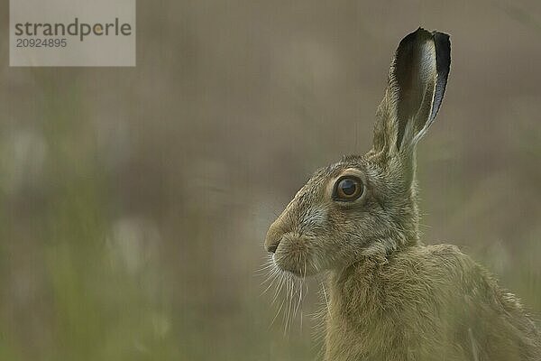 Feldhase (Lepus europaeus) erwachsenes Tier Kopf Portrait  Suffolk  England Vereinigtes Königreich