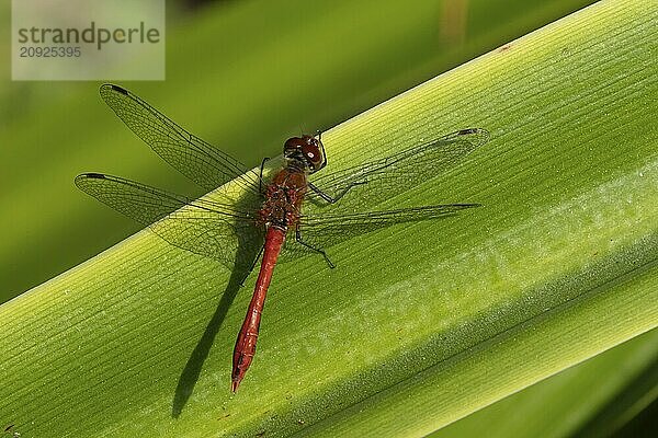 Große Heidelibelle (Sympetrum striolatum)  erwachsenes männliches Insekt  ruhend auf einem Blatt einer Gartenpflanze  Suffolk  England  Großbritannien  Europa