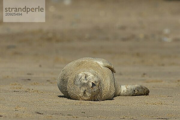 Seehund (Phoca vitulina)  erwachsenes Tier schlafend am Strand  Norfolk  England  Großbritannien  Europa