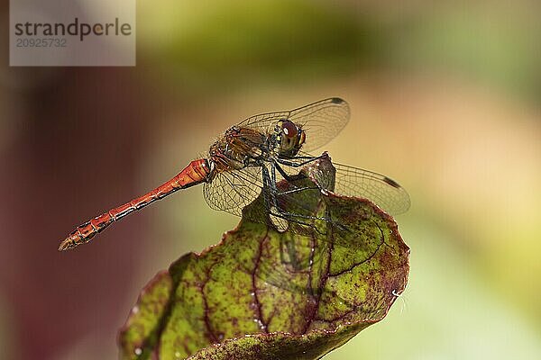 Große Heidelibelle (Sympetrum striolatum)  erwachsenes männliches Insekt  ruhend auf einem Rote Bete Blatt im Gemüsegarten  Suffolk  England  Großbritannien  Europa