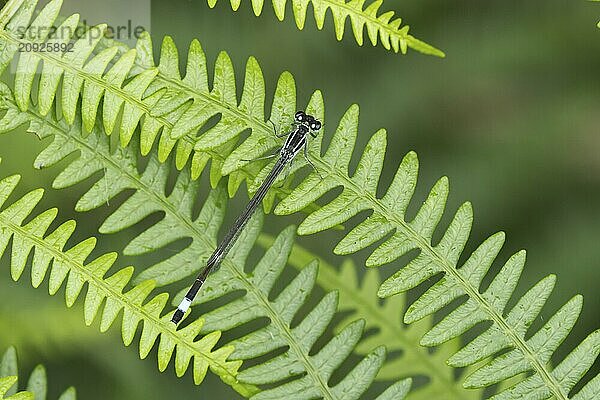 Gemeine Becherjungfer (Enallagma cyathigerum)  erwachsenes Insekt  ruhend auf einem Brackenblatt  Suffolk  England  Großbritannien  Europa