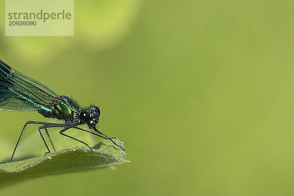 Gebänderte Prachtlibelle (Calopteryx splendens)  erwachsenes männliches Insekt  ruhend auf einem Schilfblatt im Sommer  Suffolk  England  Großbritannien  Europa