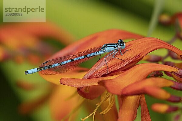 Gemeine Becherjungfer (Enallagma cyathigerum)  erwachsenes Insekt  ruhend auf einer Crocosmia Blüte in einem Garten  Suffolk  England  Großbritannien  Europa