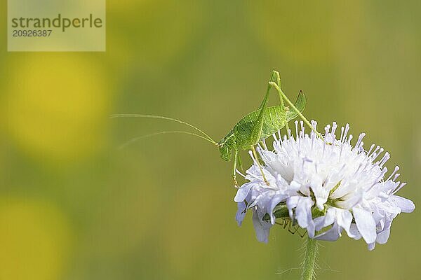 Punktierte Zartschrecke (Leptophyes punctatissima)  erwachsenes Insekt  ruhend auf einer Blüte der Ackerschrecke  Suffolk  England  Großbritannien  Europa