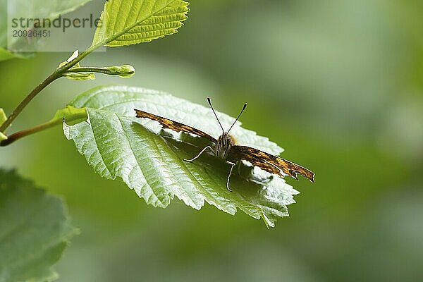 C Falter (Polygonia c album)  erwachsenes Insekt  ruhend auf einem Haselblatt in einem Waldgebiet  Suffolk  England  Großbritannien  Europa