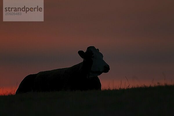 Domestiziertes Rind oder Kuh (Bos taurus) Silhouette eines erwachsenen Nutztieres auf einem Feld bei Sonnenuntergang  England  Großbritannien  Europa