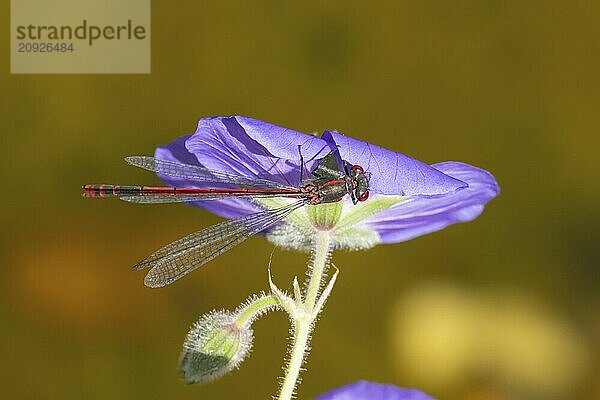 Frühe Adonislibelle (Pyrrhosoma nymphula)  erwachsenes Insekt  das auf einer blauen Gartengeranienblüte ruht  Suffolk  England  Großbritannien  Europa