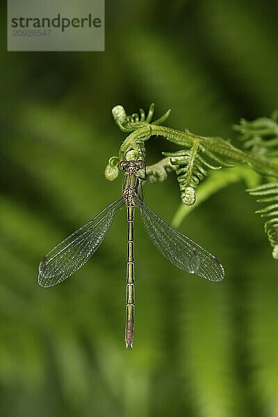 Gemeine Binsenjungfer (Lestes sponsa)  erwachsenes weibliches Insekt  ruhend auf einem Brackenblatt  Suffolk  England  Großbritannien  Europa