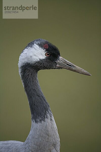 Grauer Kranich (Grus grus) erwachsener Vogel Kopfporträt  England  Großbritannien  Europa