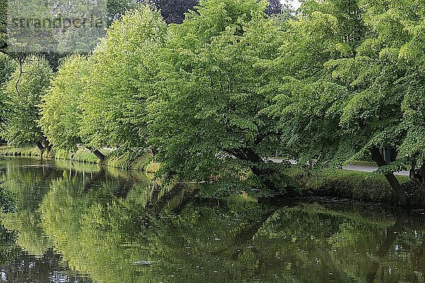 Grüne Bäume spiegeln sich in einem ruhigen Fluss wider  schattige und friedliche Naturumgebung  Gemen  Münsterland  deutschland