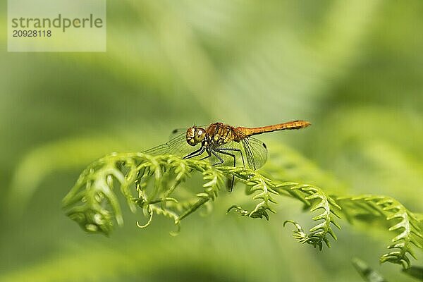 Große Heidelibelle (Sympetrum striolatum)  erwachsenes Insekt  ruhend auf einem Blatt einer Brackenpflanze  Suffolk  England  Großbritannien  Europa