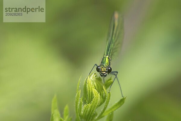 Gebänderte Prachtlibelle (Calopteryx splendens)  erwachsenes weibliches Insekt  ruhend auf einem Blatt im Sommer  Suffolk  England  Großbritannien  Europa