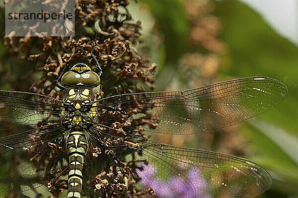 Blaugrüne Mosaikjungfer (Aeshna cyanea)  erwachsenes weibliches Insekt auf einer Buddleja Blüte im Garten ruhend  Suffolk  England  Großbritannien  Europa