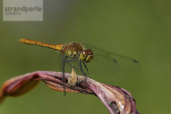 Große Heidelibelle (Sympetrum striolatum)  erwachsenes weibliches Insekt  ruhend auf einer Gartenlilienblüte  Suffolk  England  Großbritannien  Europa