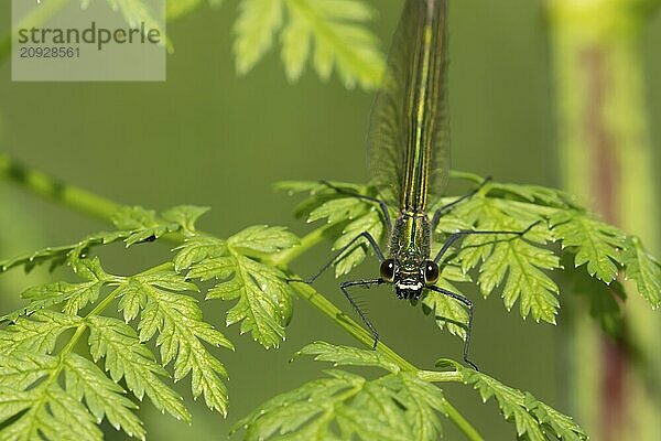 Gebänderte Prachtlibelle (Calopteryx splendens)  erwachsenes weibliches Insekt  ruhend auf einem Blatt im Sommer  Suffolk  England  Großbritannien  Europa